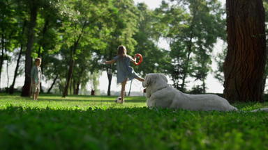 可爱的寻回犬说谎观察公园好玩的兄弟姐妹踢球草